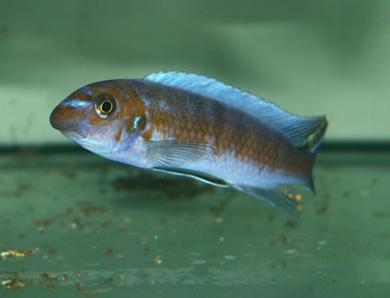 Labeotropheus trewavasae 'Lion's Cove'